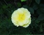 cal_mohn_1