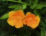 cal_mohn_2