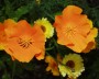 cal_mohn_3