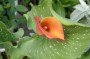 calla_1