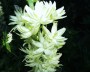 camassia_1