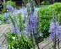 camassia_3