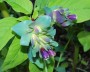 cerinthe