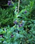 cerinthe_major_1
