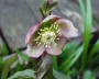 christrose_4