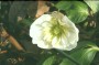 christrose_8