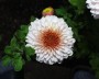 chrysantheme_1