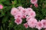 chrysantheme_3