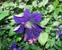 clematis_2