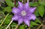 clematis_4