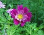 cosmea_4