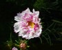 cosmea_6