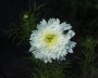 cosmea_7