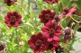 cosmea_8