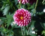 dahlie_3
