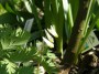 dicentra cucullaria_1