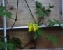 dicentra_scandens_1