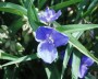 dreimasterblume_1