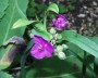 dreimasterblume_2