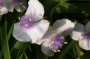dreimasterblume_3