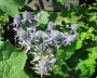 edeldistel_1