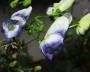 eisenhut_3