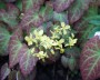 elfenblume_1