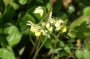 elfenblume_2