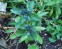 enzian_3