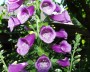 fingerhut_3