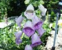 fingerhut_4