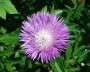 flockenblume_1