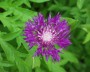flockenblume_2