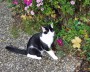 fridolin_1
