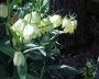 fritillaria_pallidiflora_2
