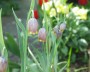 fritillaria_uva-vulpis_1