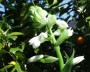 galtonia_1