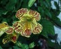 gauklerblume_1