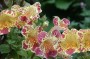 gauklerblume_2