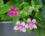 gauklerblume_3