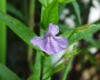 gauklerblume_4