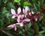 gaura_1