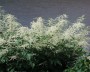 geissbart_1
