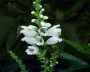 gelenkblume_1