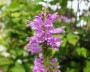 gelenkblume_2
