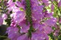 gelenkblume_3
