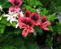 geranie_3