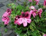 geranie_5