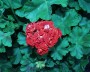 geranie_6