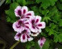 geranie_7